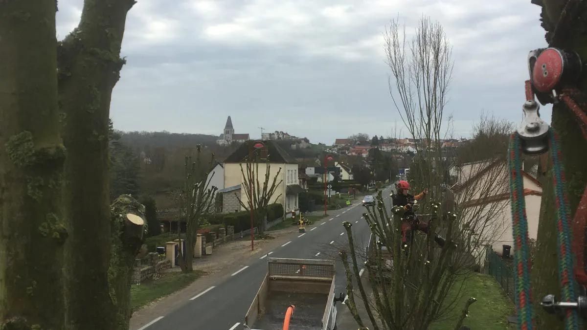 entretien aux arbres